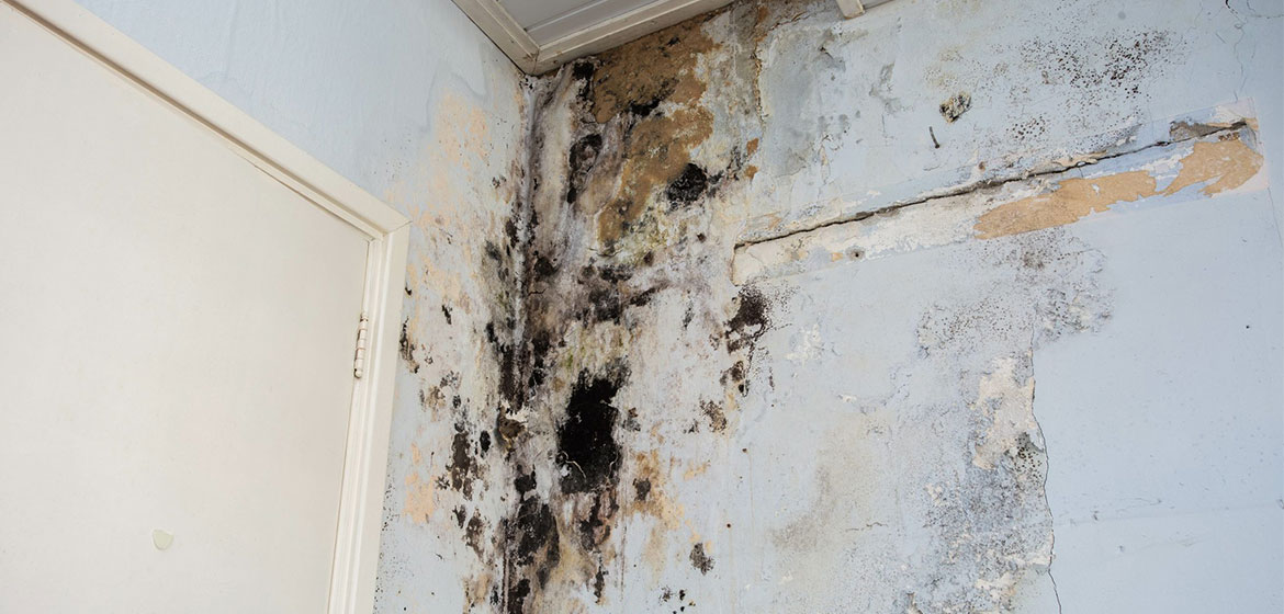 Understanding Commercial Mold Damage Insurance Claims