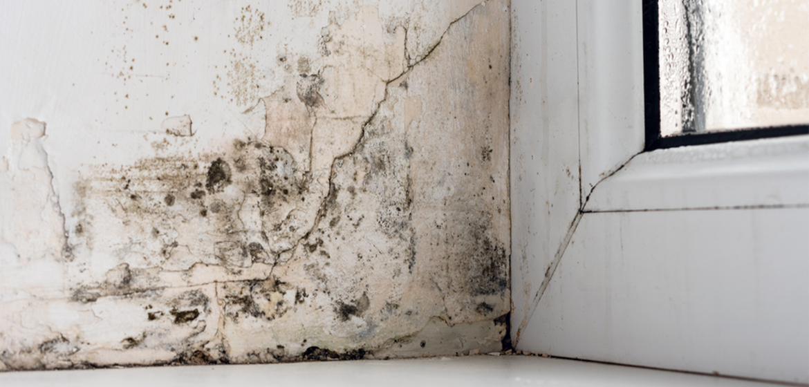 Water Damage Vs. Mold: Know The Difference