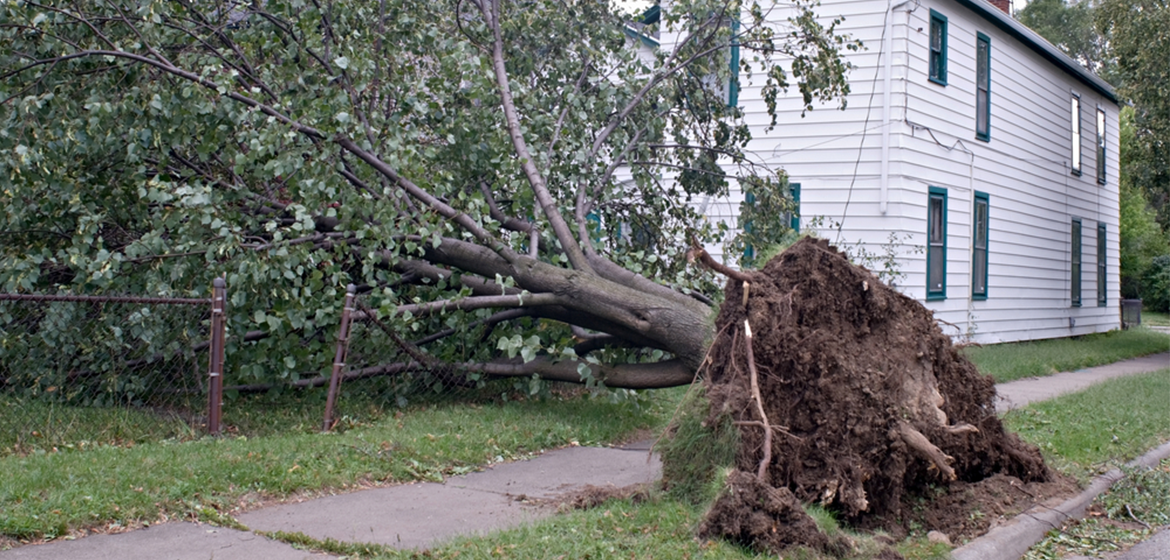 Determining Liability For Fallen Tree Damage After A Storm